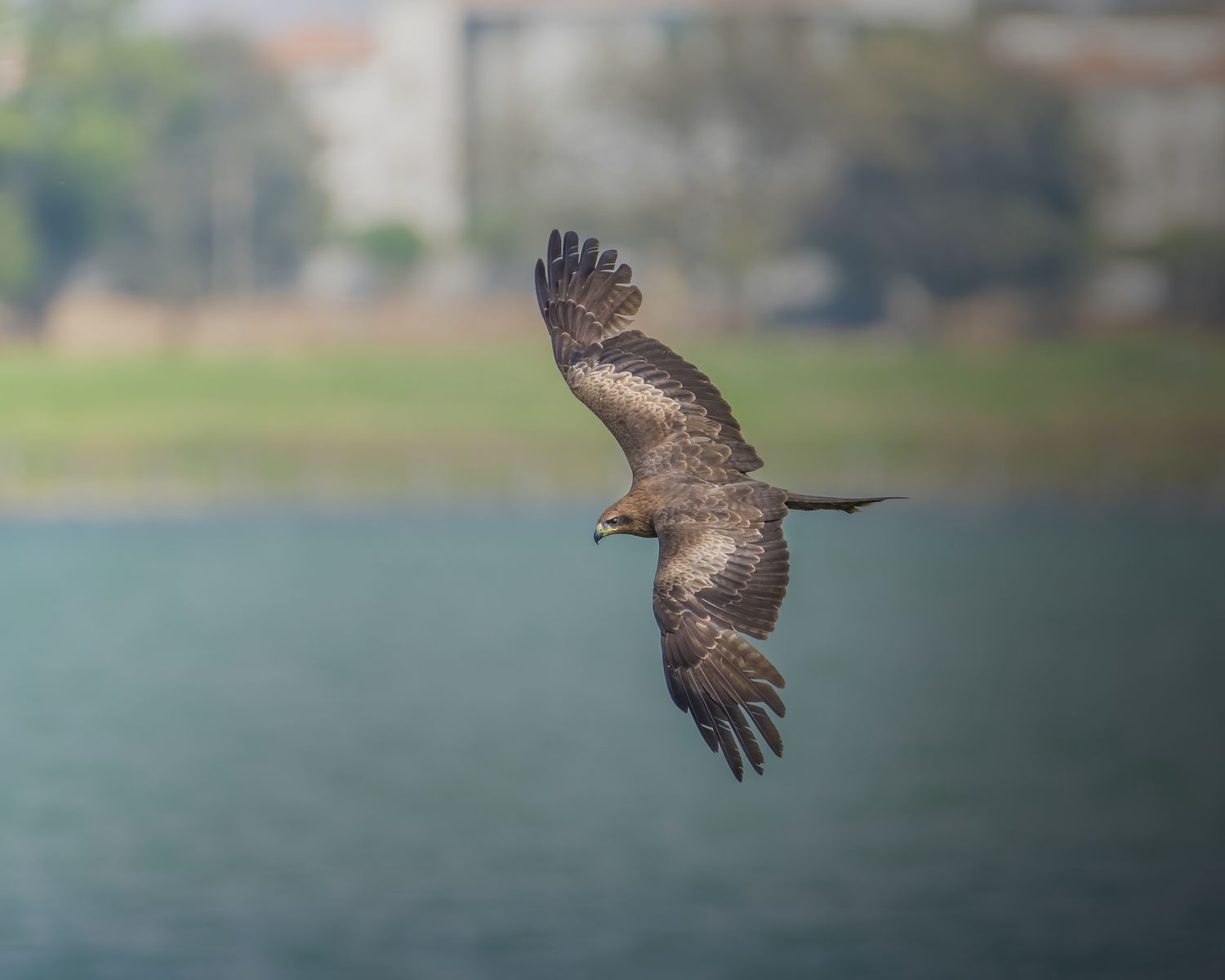 Black kite (9)